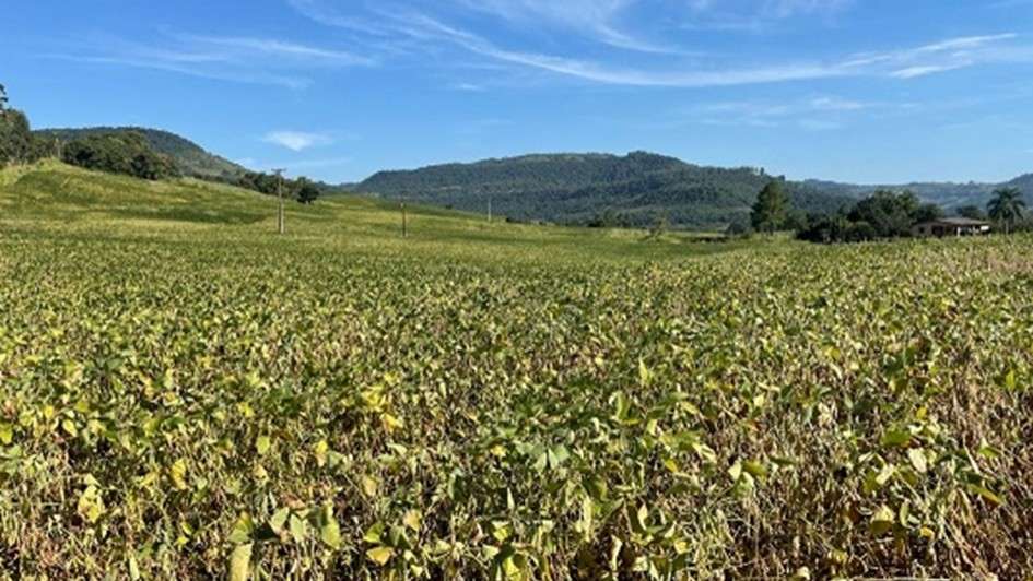 Restrição hídrica e calor intenso comprometem produtividade da soja e do milho no Rio Grande do Sul