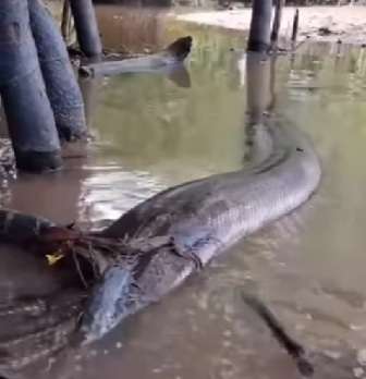 Sucuri gigante é filmada desfilando livre na natureza; rainha do brejo
