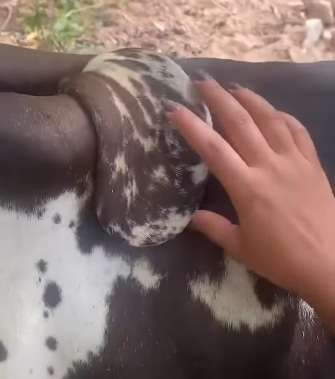 Vaca mutante? vídeo viral mostra caso inusitado e intriga internautas