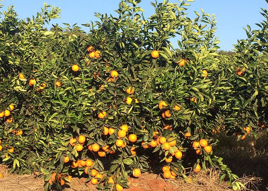 Oferta de frutas precoces mantém preço em queda
