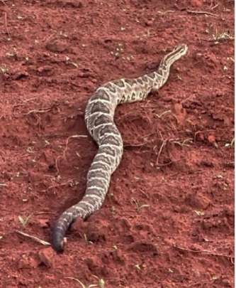 Cascavel estrela das redes: serpente saudável impressiona internauta