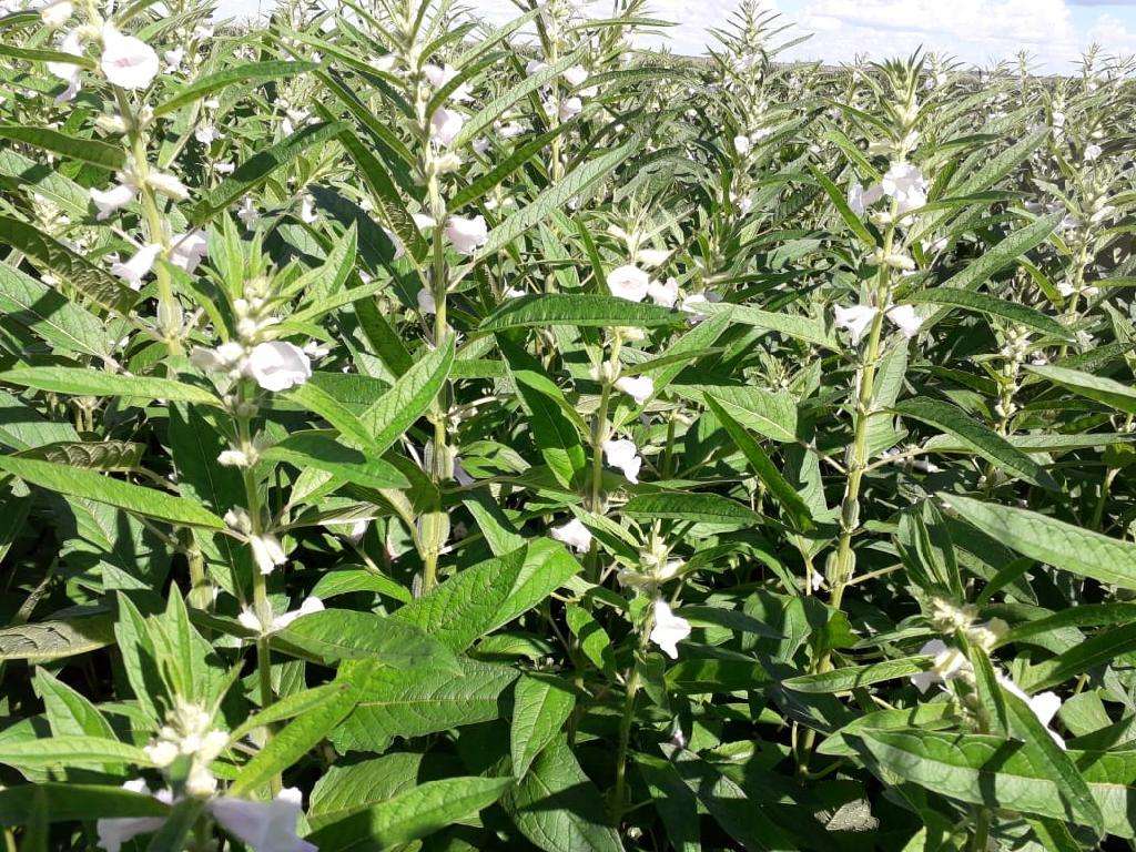 Camara tecnica vai elaborar cartilhas para padronizar producao de gergelim em Mato Grosso