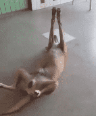 Cãozinho dorminhoco: a arte de relaxar de patas para o ar!