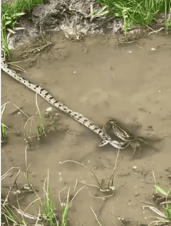 Caranguejo predador surpreende ao capturar cobra em igarapé