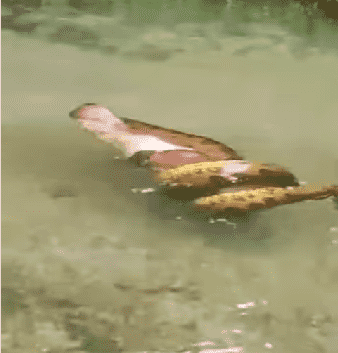 Sucuri caça capivara em Bonito e impressiona turistas