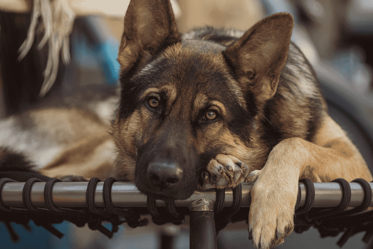 Guarda Municipal prende homem por maus-tratos a cachorro em Lucas do Rio Verde 