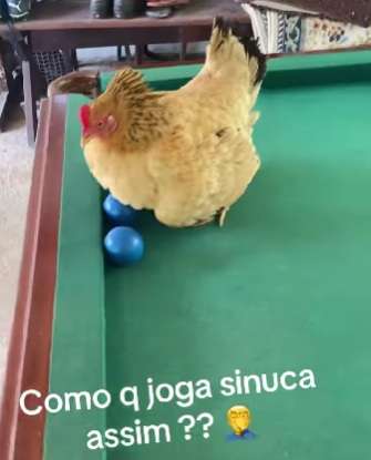 Galinha viraliza ao chocar bolas de sinuca e impedir as partidas