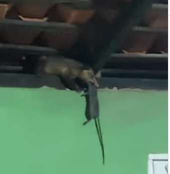 Gato folgado e gambá caçador: o vídeo que desafiou a natureza e viralizou!