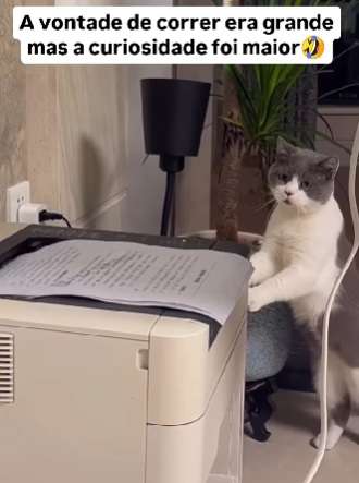 Gato vs. impressora: a curiosidade felina que rendeu um show de risadas na internet