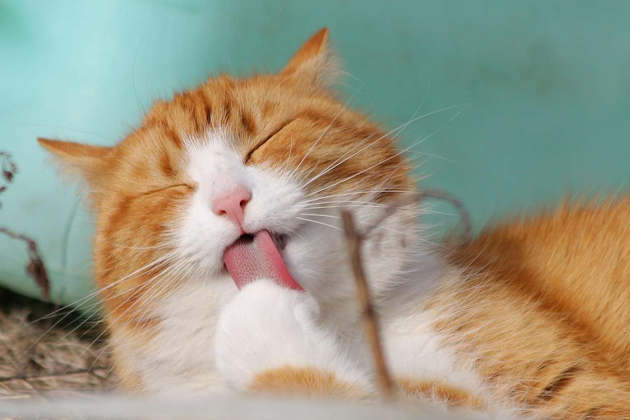 Gatos precisam de banho? Saiba quando a higiene requer ajuda