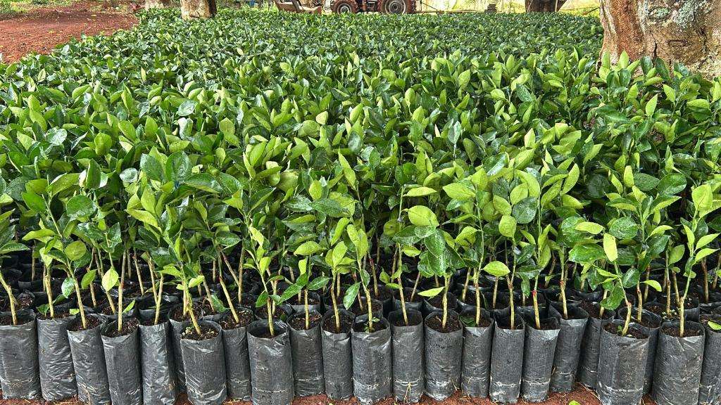 Governo de Mato Grosso impulsiona agricultura familiar com distribuicao de 170 mil mudas citricas