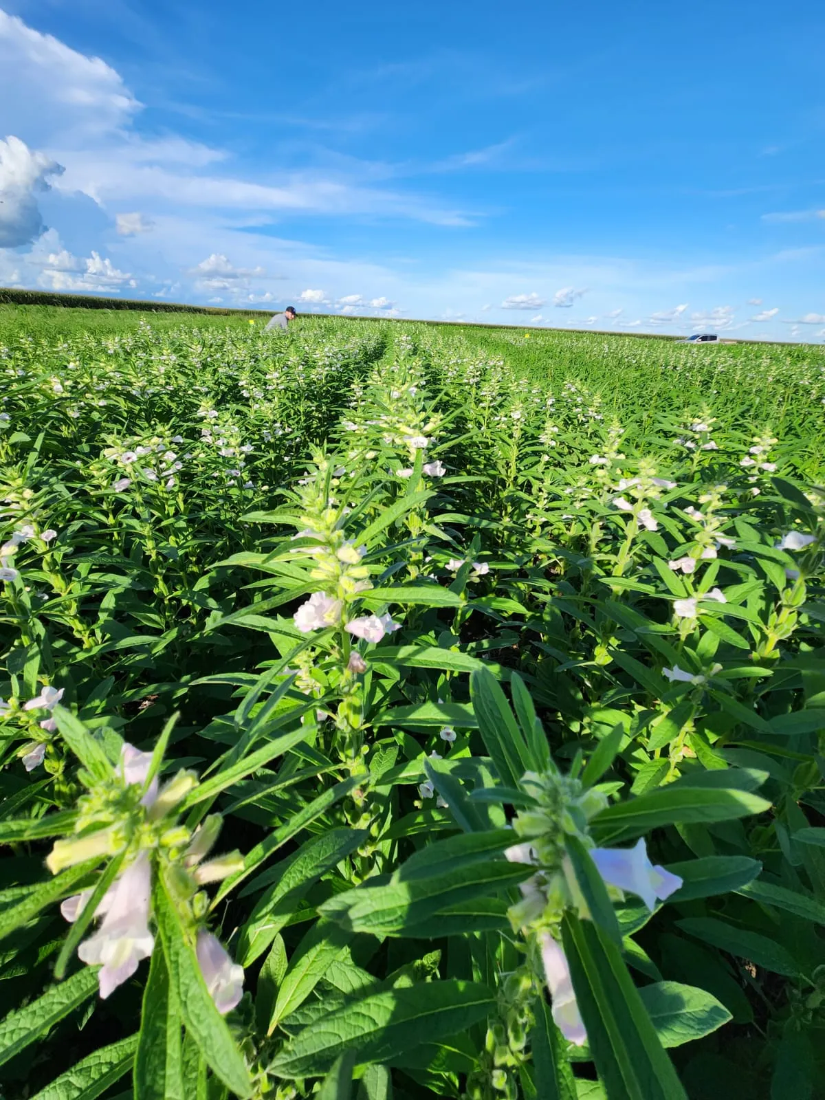 Ferramenta da Embrapa facilita a gestão ambiental da produção agrícola