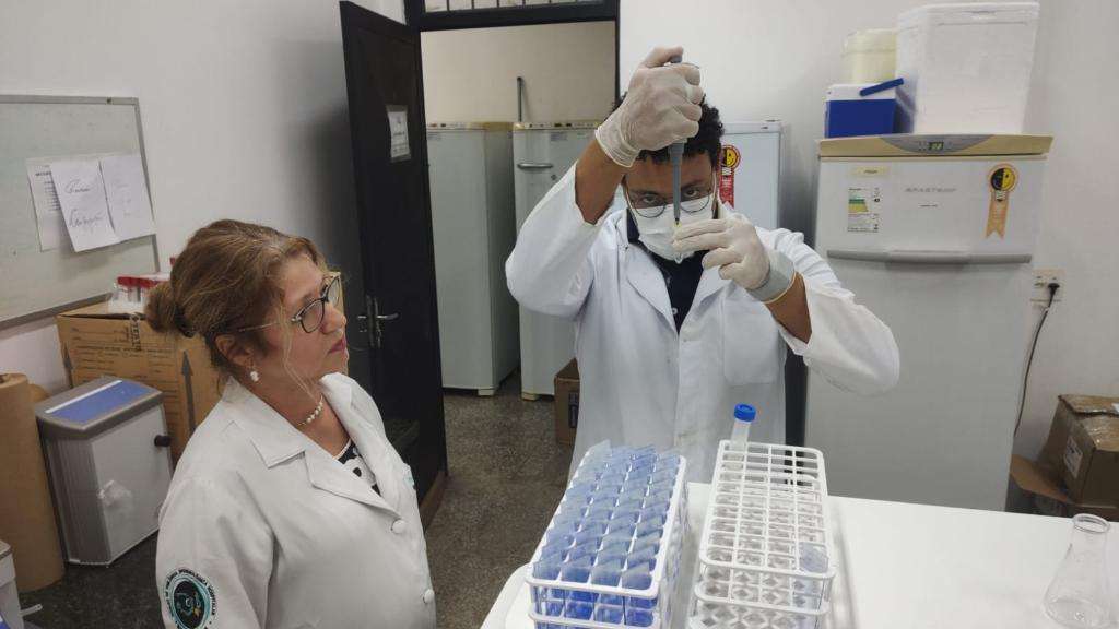 Nova espécie de fungo descoberta em Mato Grosso ameaça trabalhadores rurais