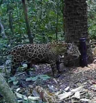 Onça-pintada é flagrada em desfile majestoso nas lentes da natureza