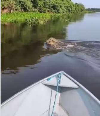Onças-pintadas dão show de nado sincronizado no Pantanal
