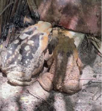Enquanto muitos o temem, esse herói da fauna nativa ajuda a controlar espécies invasoras e manter o equilíbrio ambiental