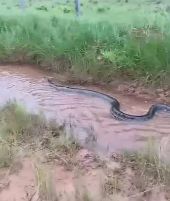 O fascinante passeio de uma sucuri gigante pelo córrego