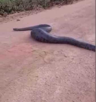 Sucuri gigante e de barriga cheia atravessa estrada e impressiona motoristas
