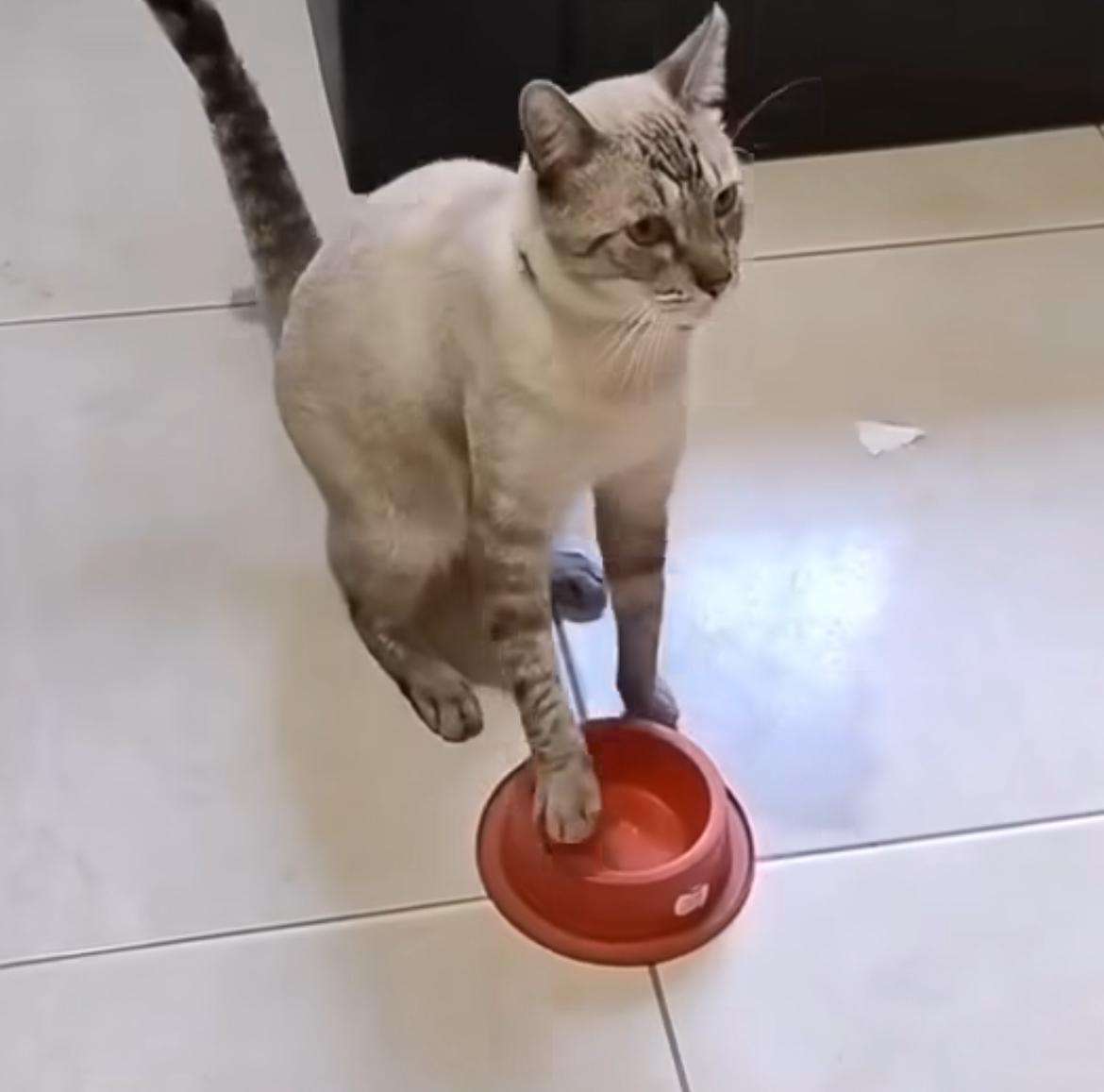 Migual, o gato esperto; felino viraliza ao pedir comida com estilo e prova que gato sabe ser fofo e inteligente