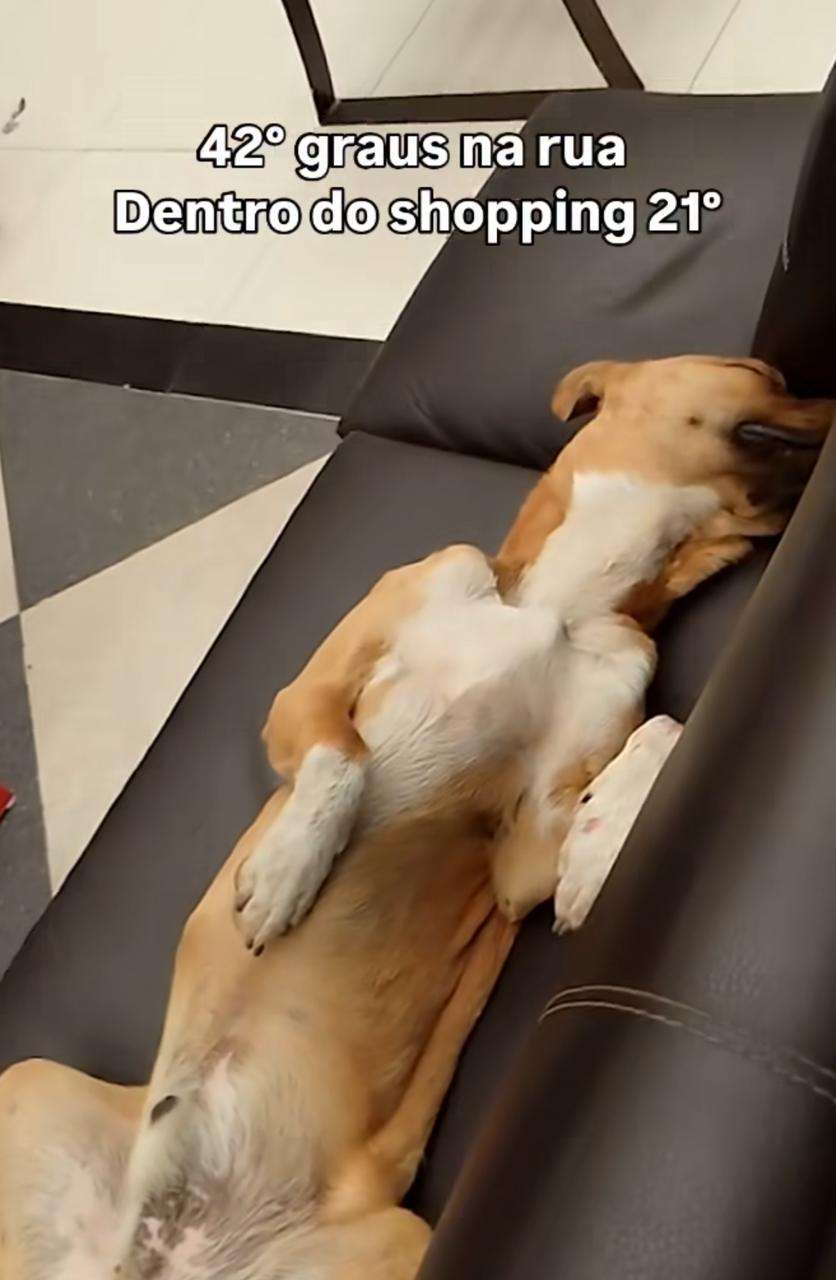 Cachorro Caramelo vira estrela ao relaxar no sofá de shopping com ar-condicionado