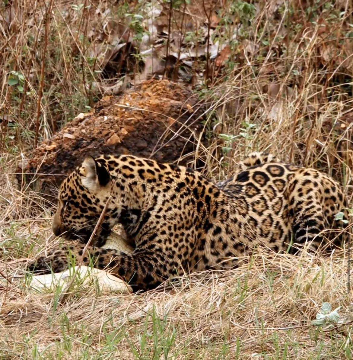 Jovem onça-pintada flagrada devorando jacaré em cena impressionante no Pantanal