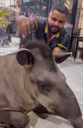 Chico, a anta estilosa que viralizou após ganhar corte de crina em barbearia de Cuiabá 