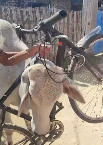 Boi nelore e a bicicleta: o dia em que a rua virou palco de uma cena inusitada