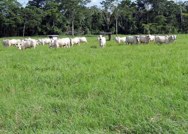 Especialistas constroem protocolo preliminar para diagnóstico e monitoramento de pastagens no Brasil