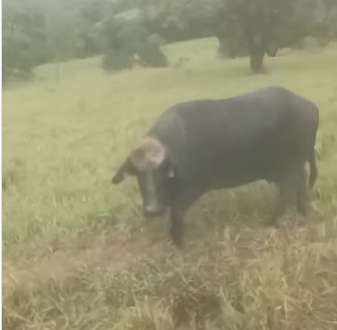 Búfala comove ao buscar ajuda humana para salvar seu bezerro