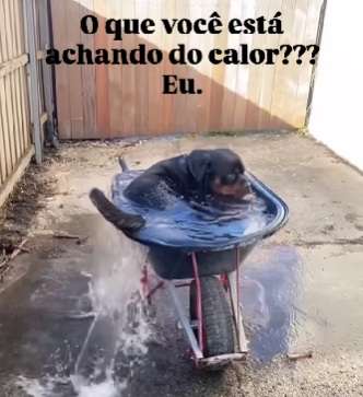 Dog na piscina? cachorro vira sensação ao se refrescar em carrinho de mão cheio de água