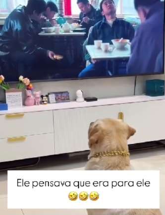 Como os cães enxergam a TV; uma perspectiva canina sobre as imagens em movimento