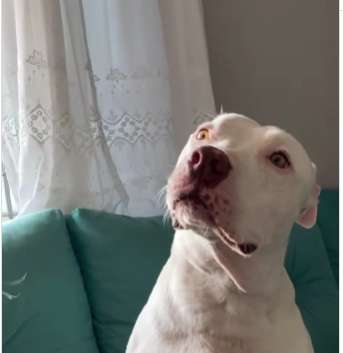 Cãozinho encanta a web ao pedir mais carinho da “titia” 