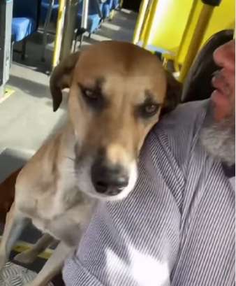 Caramelos rodoviários: a dupla de cachorros que pegou carona no ônibus e conquistou a internet