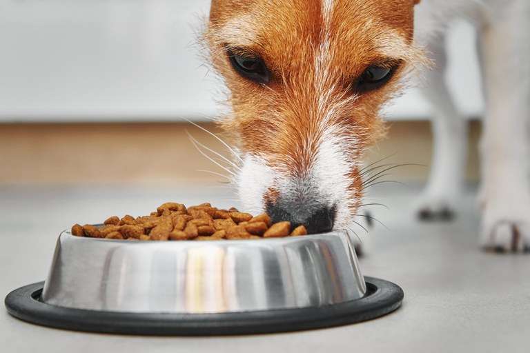 Certificado para exportação de ração animal está três vezes mais rápido no Brasil