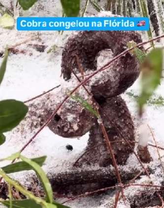 Cobra congelada ou em emboscada? o mistério reptiliano na neve da Flórida