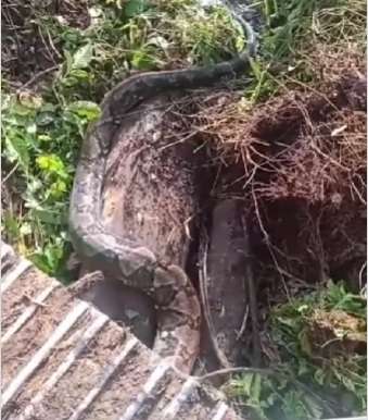Cobra gigante intriga internautas: seria uma sucuri ou a famosa píton asiática?