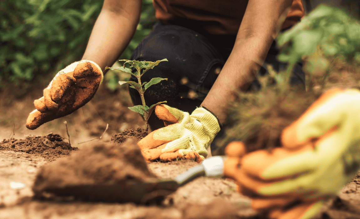 Conheça as Boas Práticas Agrícolas que geram sustentabilidade e oportunidades na agricultura