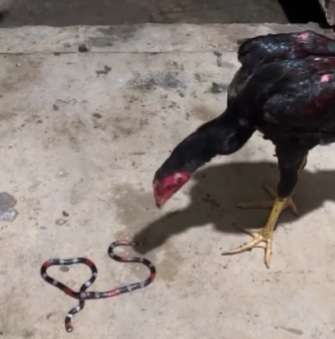 Galinhas vs. cobras venenosas: frango devora coral verdadeira em vídeo impressionante!