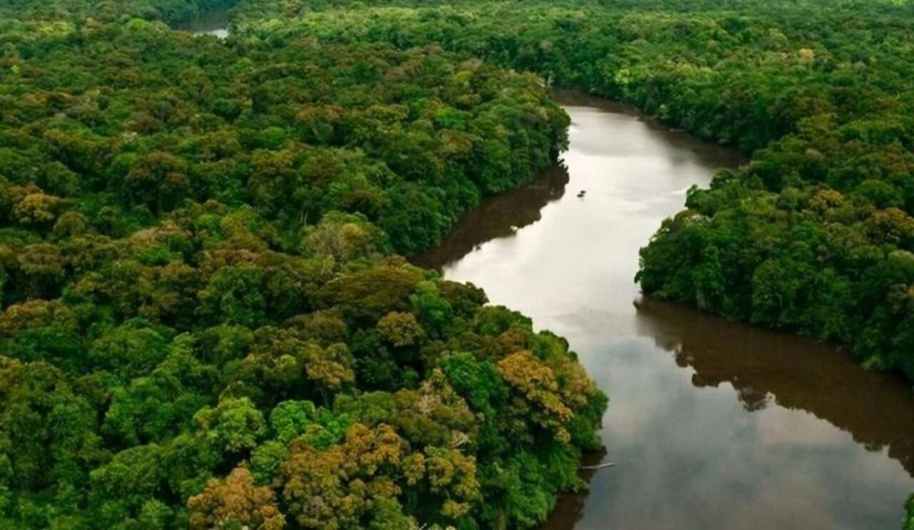 Mato Grosso é referência em manejo sustentável e rastreabilidade da madeira nativa