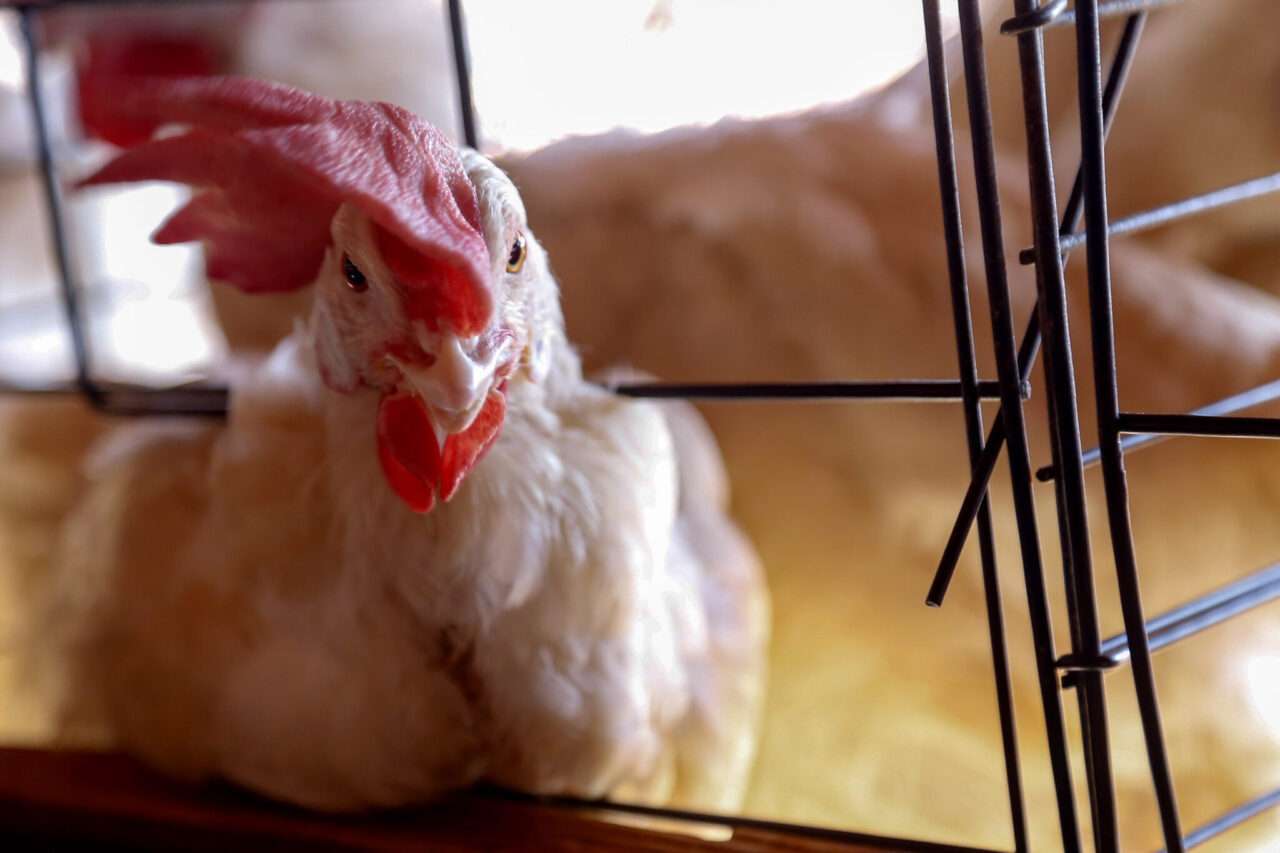 Governo federal suspende criação de aves ao ar livre sem tela de proteção superior