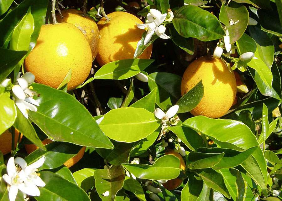 Laranja pera segue em queda no mercado in natura pressionada por oferta de variedades precoces e baixa demanda