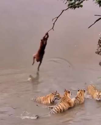 O macaco que encarou tigres para pegar uma fruta