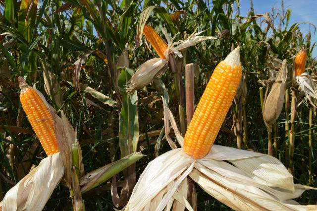 Demanda no mercado do milho segue fraca, e Indicador recua 9% em abril