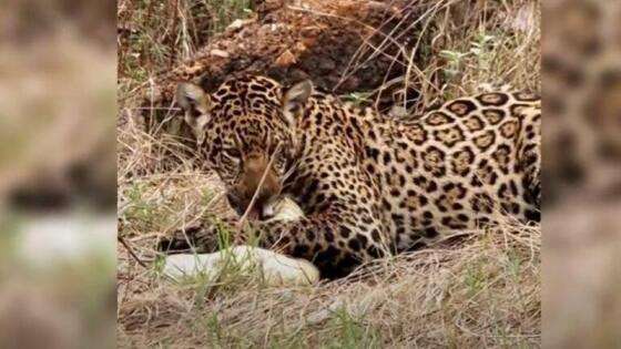Onça-pintada saboreia jacaré em cena espetacular no Pantanal