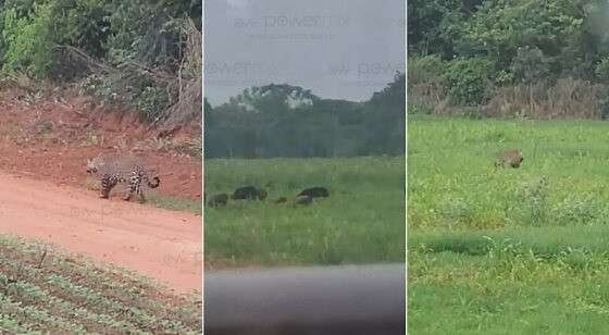 Onça-pintada é filmada capturando presa em Mato Grosso