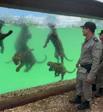 Onças-pintadas dão show em aquário de goiás com nado sincronizado