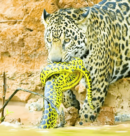 Documentário revela a agilidade da onça-pintada em cenas impressionantes
