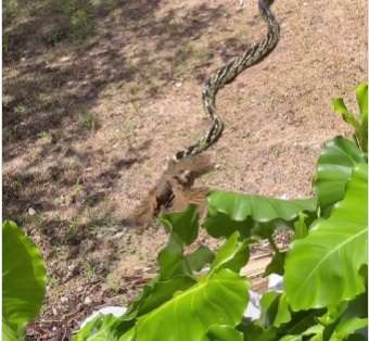 Sabiá valente enfrenta cobra para proteger seus filhotes