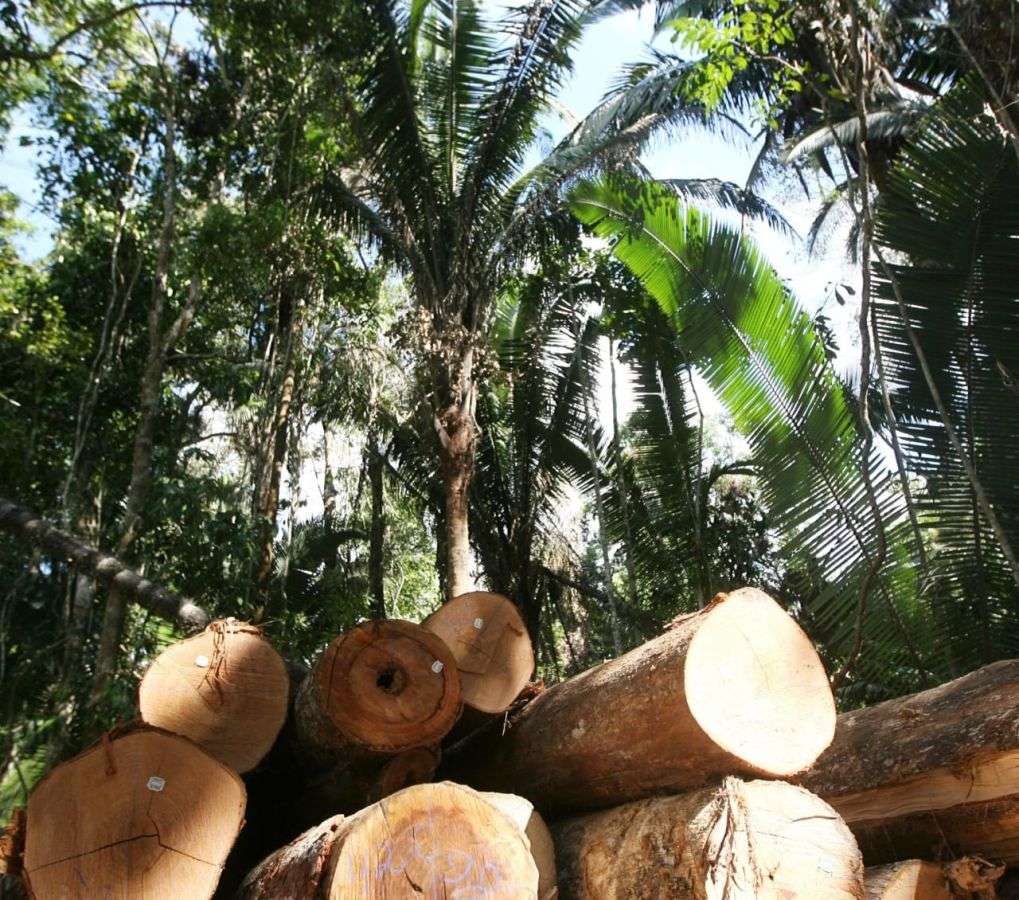 Setor florestal de Mato Grosso defende ajustes em normas para destravar planos de manejo
