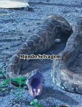 Píton é flagrada regurgitando galinha em cena surpreendente